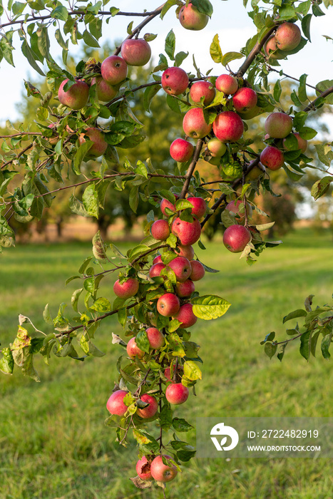 Reife, rote Äpfel hängen am Ast eines Apfelbaums im Sonnenschein