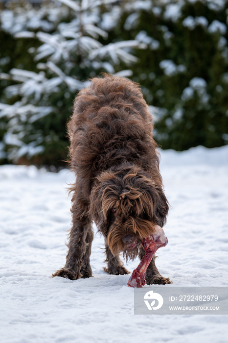 a brown dog, a pudelpointer, is eating a fresh bone