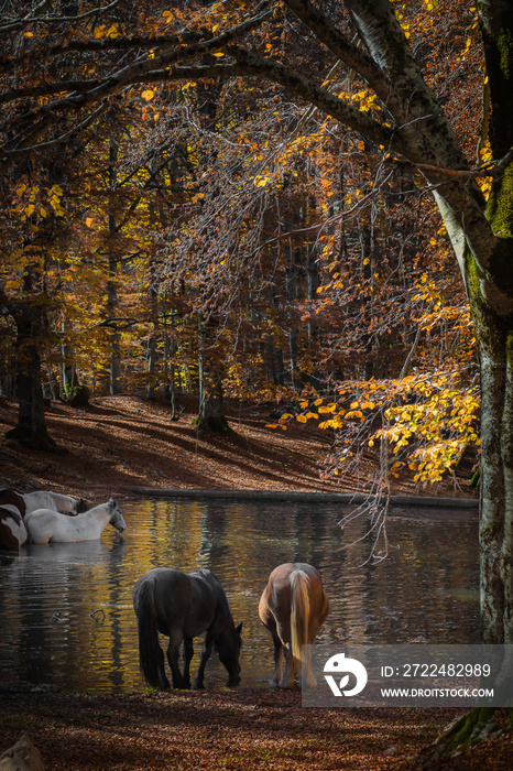 Autunno - Abbeverata di cavalli a Monte Livata - Campo dell’Osso - Subiaco - Roma - Italia