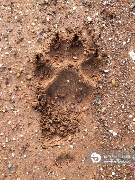 large dog paw print with carpal pad and claws in dirt track