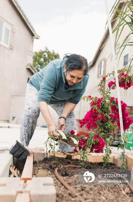 South Asian woman gardening in backyard