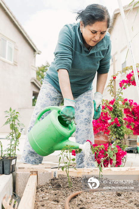 South Asian senior woman gardening