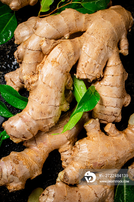 Fresh ginger root with leaves.
