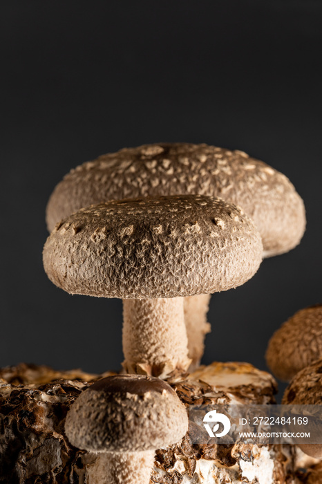 Shiitake mushroom under cultivation on bed log at home