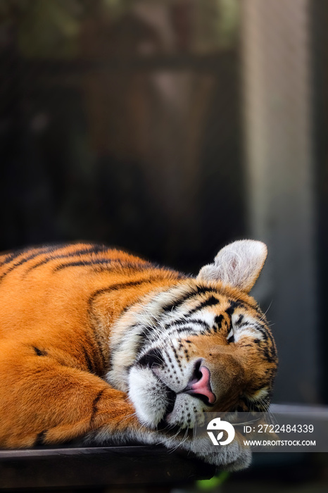 cute sleeping bengal tiger in habitat background