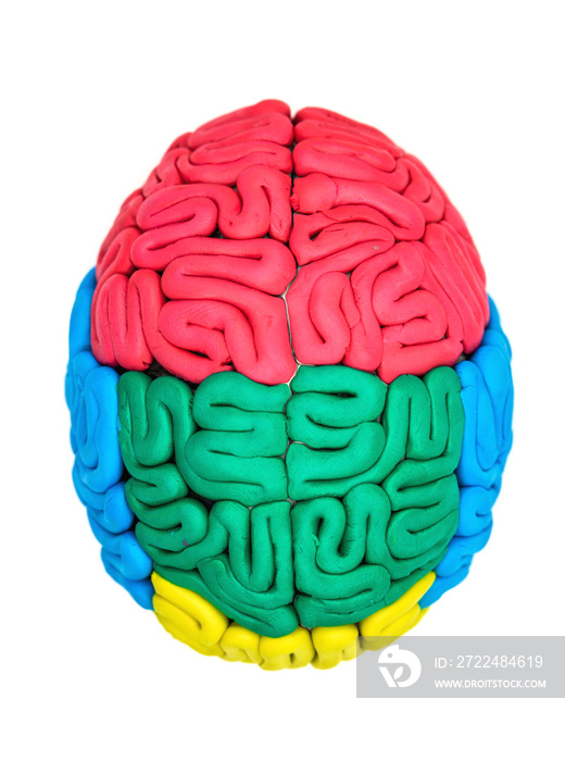 Clay model of human brain anatomy on white background