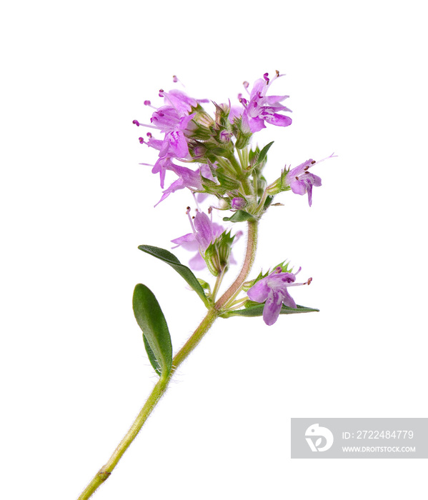 Wild thyme flowers, isolated on white background. Blooming sprigs of thymus serpyllum.