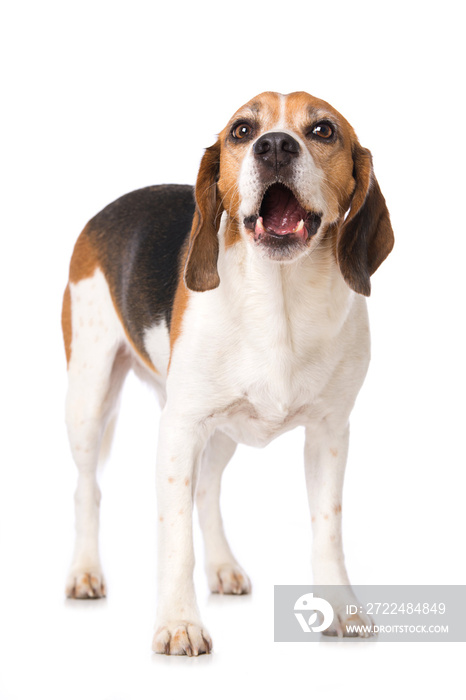 Barking beagle dog