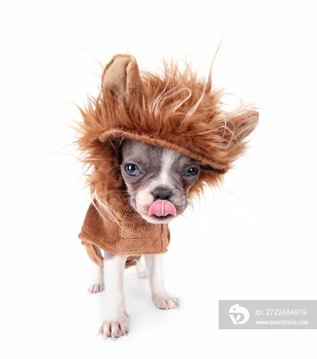 photo of a cute french bulldog puppy in a lion costume licking his nose studio shot on an isolated white background