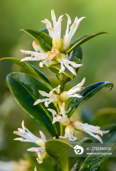 Close up of flowers on a sweet box (sarcococca confusa) shrub