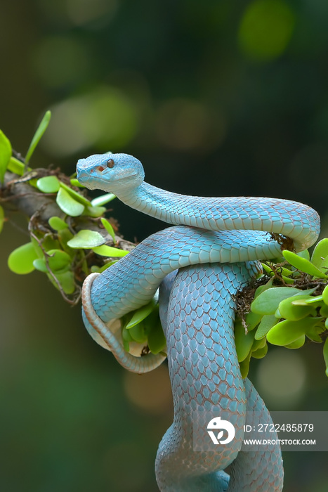 The white-lipped island pit viper on tree branch