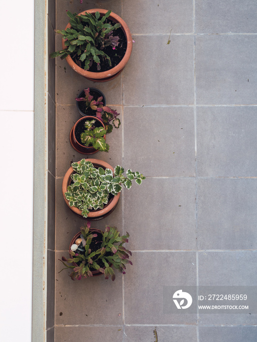 Overhead shot of plants on terrace with copy space