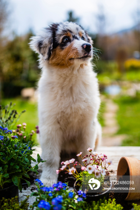 A cute Australian Shepherd puppy and flowers in the garden.