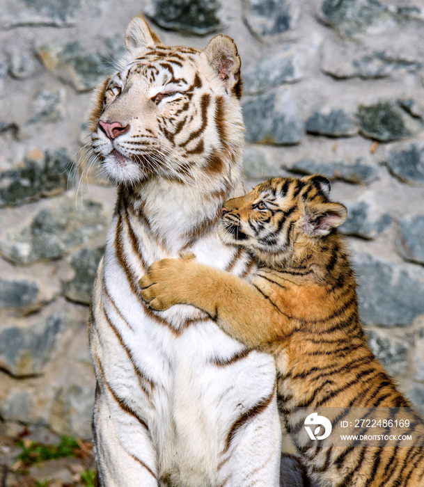 The Siberian tiger (Panthera tigris tigris) also called Amur tiger (Panthera tigris altaica) in the ZOO