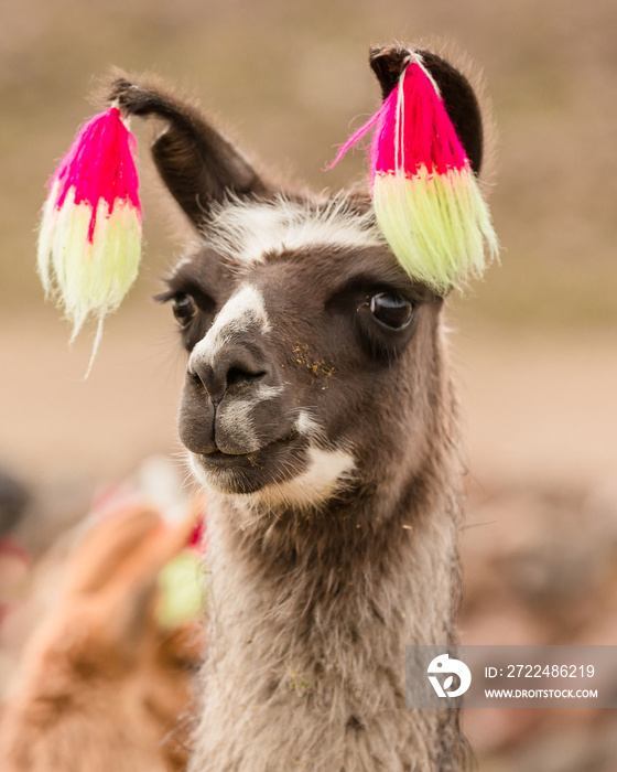 Andes region Bolivia lama closeup