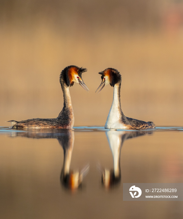 Great Crested Grebe - Podiceps cristatus - pair of birds at the little lake in spring