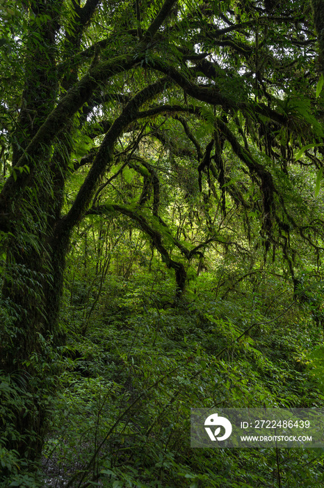 Ang Ka Luang Nature Trail is an educational ecosystem nature trail inside a rainforest on Doi Inthanon National Park in Chiang Mai, Thailand.