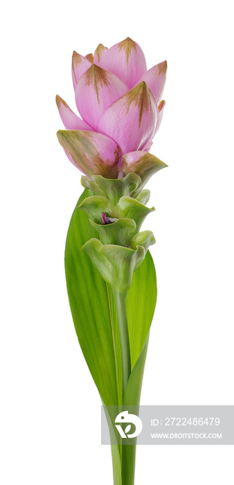 Curcuma flower