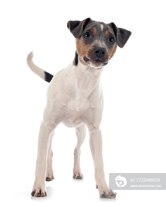 brazilian terrier in studio