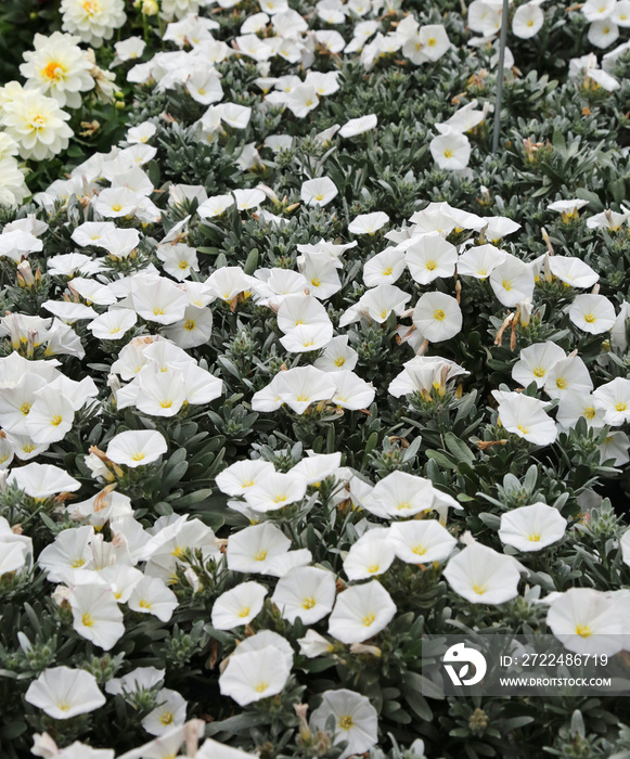 Convolvulus white flowers in the garden