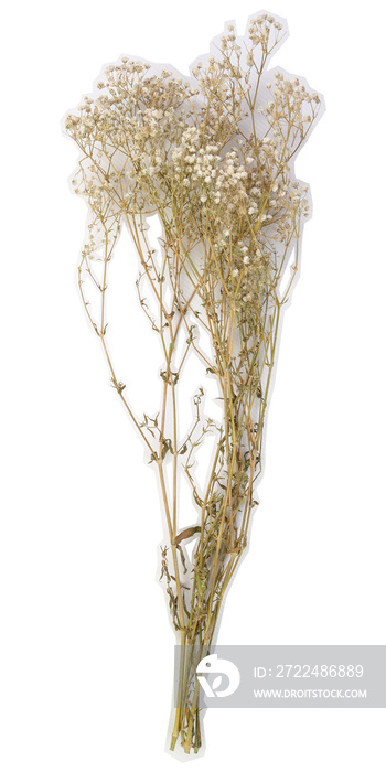 Dried gypsy flower bouquet with white stroke