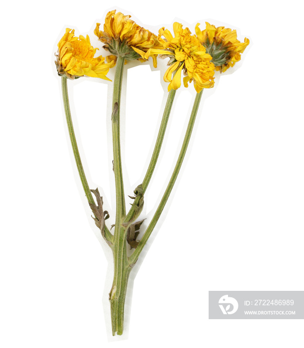 Dried small yellow chrysanthemum with white stroke