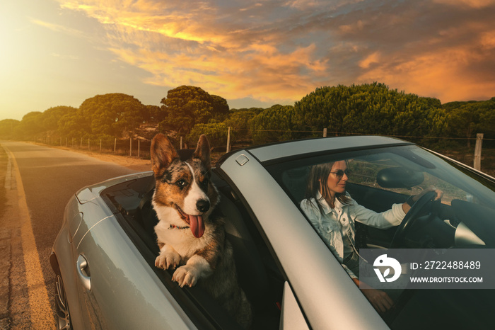 Dog and owner riding in convertible car at sunset. Happy dog travelling and enjoying life.