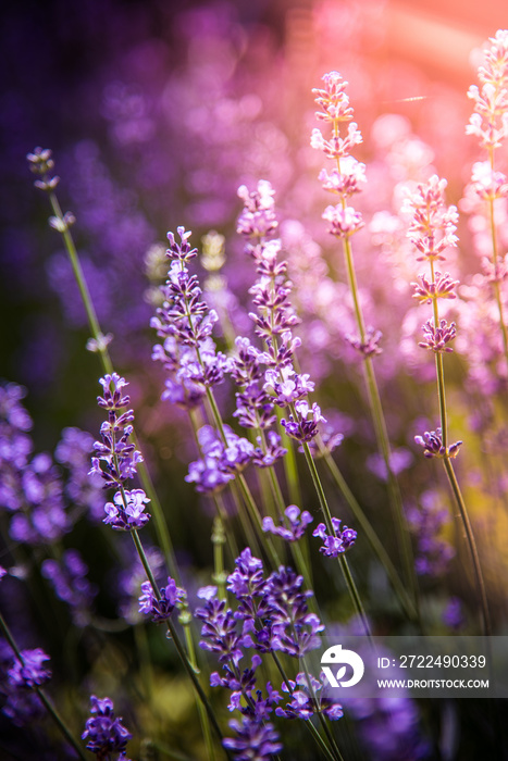 lavender flowers detail and blurred background with beautiful sunset color effect