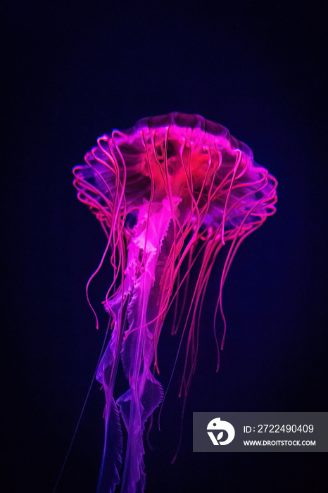Beautiful illuminated jellyfish in dark water close up