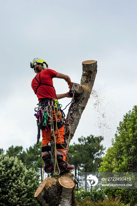 pruner in action in a tree