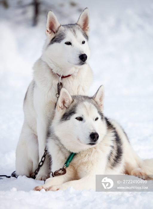 Huskies