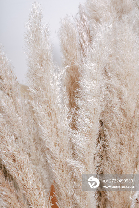 Pampas plant texture for backgrounds