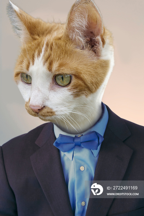 Cat Businessman Funny