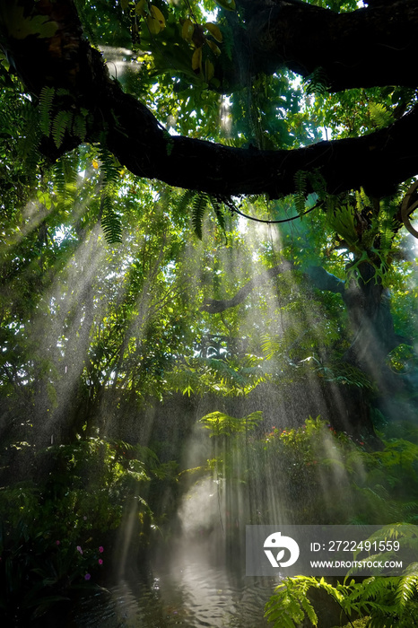 Vertical view of Tropical jungle with river and sun beam and foggy in the garden.