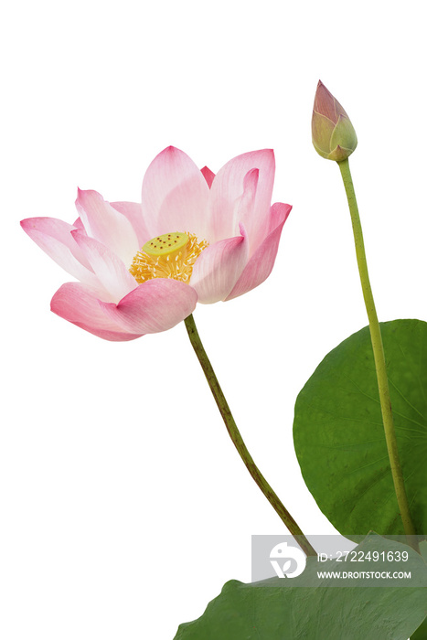Lotus and leaves isolated on white background with clipping path.