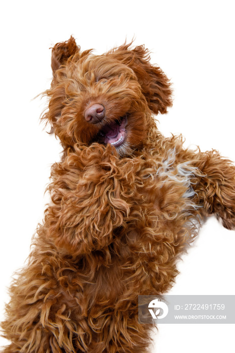 Cute young puppy jumps for joy with funny expression and smile on face isolated on white background