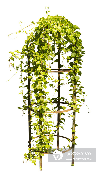 Isolated PNG cutout of an ivy plant on a transparent background, ideal for photobashing, matte-painting, concept art