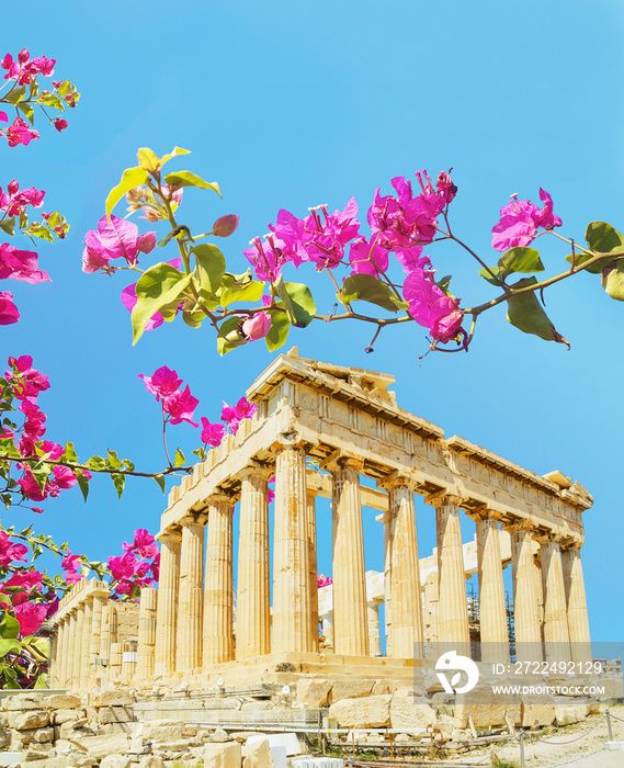 parthenon in athens greece with bougainvillea flowers