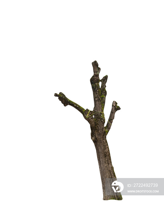 Isolated PNG cutout of a tree trunk on a transparent background