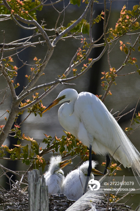 Nesting Great Egret stands protectively over two chicks at natural rookery on Avery Island in Louisiana