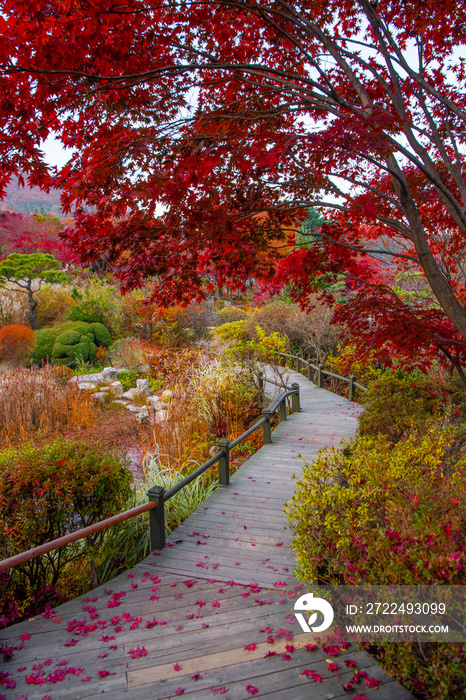 Beautiful autumn colours in South Korea.