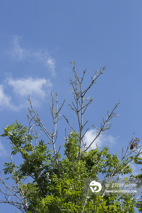 ash dieback 5