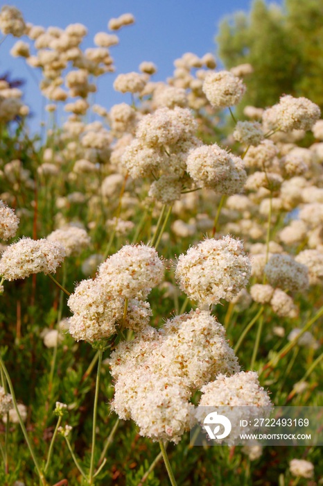 California buckwheat in bloom