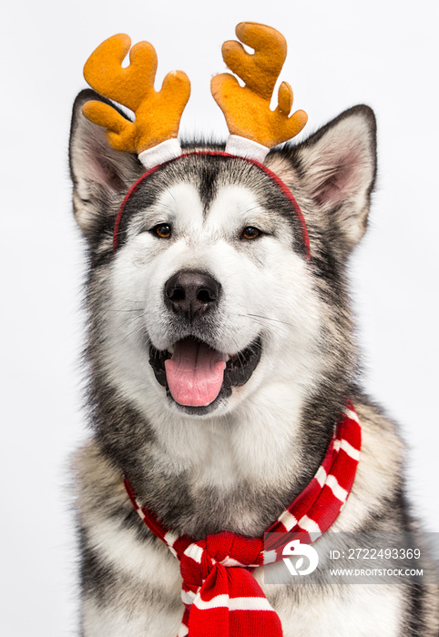 Alaskan Malamute dog in New Year’s antlers and scarf on a white background