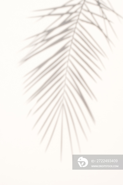 blur coconut tree shadow on white background