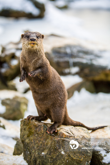 European otter, or Lutra lutra, standing on the rocks in the snow