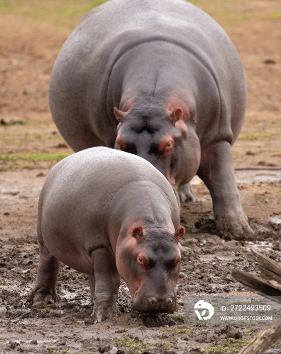 baby hippopotamus and mother walking though the mud