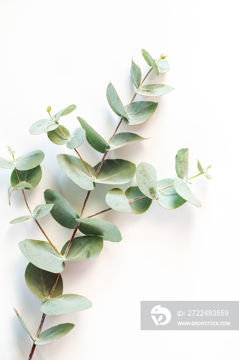 Eucalyptus leafs lay on white background. Summer background concept.