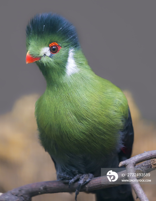 Close-up view of a White-cheeked turaco (Tauraco leucotis)