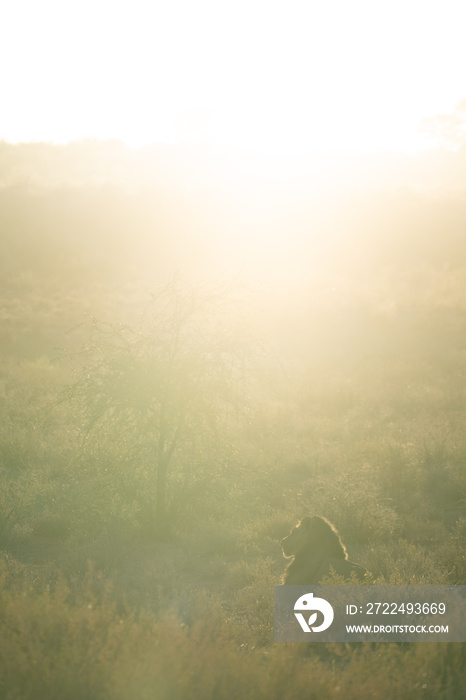 schwarzmähnenlöwe in der kalahari, namibia